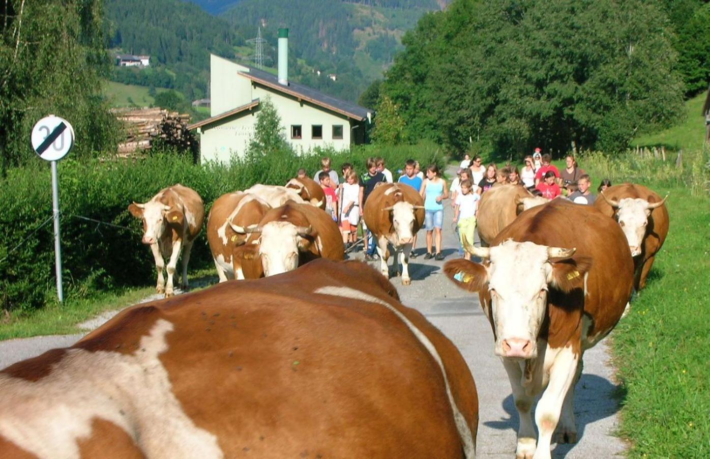 Bio-Bauernhof-Hotel Matlschweiger Lassing  Buitenkant foto
